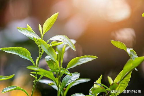 植物及植物提取物检测在天然香料质量控制中的应用