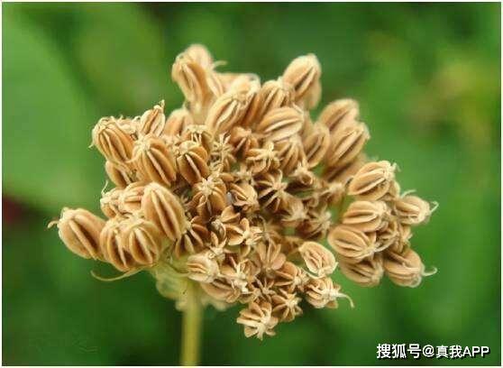 老国货肤美灵洗面奶 价格亲民却功效非凡，植物提取物不输大牌