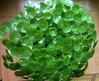 兰州金钱草提取物 源自西北的天然香料瑰宝